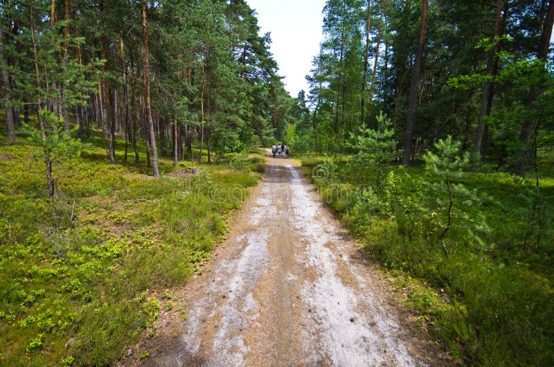 La gente cammina nella foresta di Roztocze Polonia fotografia stock libera da diritti La gente cammina nella foresta di Roztocze Polonia fotografia stock libera da diritti