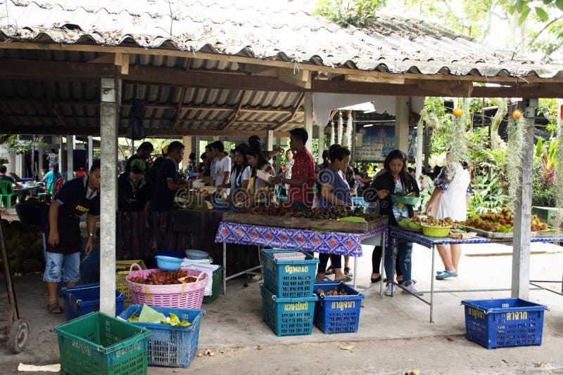 La gente dei viaggiatori che seleziona e mangiare nel festival del buffet di frutti a Rayong, Tailandia immagine stock libera da diritti La gente dei viaggiatori che seleziona e mangiare nel festival del buffet di frutti a Rayong, Tailandia immagine stock libera da diritti