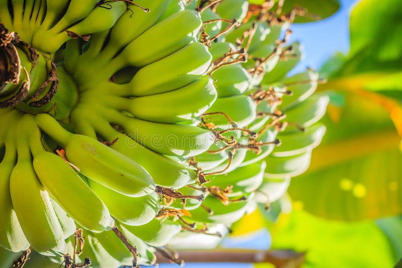 La giovane banana verde organica fruttifica sull'albero con il sole nel giorno soleggiato Mazzo di giovane frutta verde cruda fre fotografie stock La giovane banana verde organica fruttifica sull'albero con il sole nel giorno soleggiato Mazzo di giovane frutta verde cruda fre fotografie stock