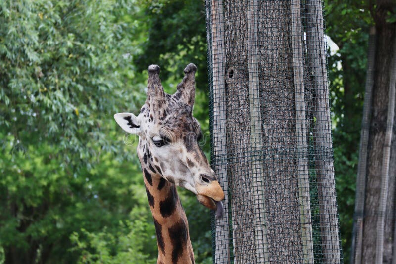 Closeup of Cute African Giraffe Licking Tree Trunk in Zoological Garden. Rothschild`s Giraffe Giraffa Camelopardalis Rothschildi Eating in Czech Zoo. Closeup of Cute African Giraffe Licking Tree Trunk in Zoological Garden. Rothschild`s Giraffe Giraffa Camelopardalis Rothschildi Eating in Czech Zoo.