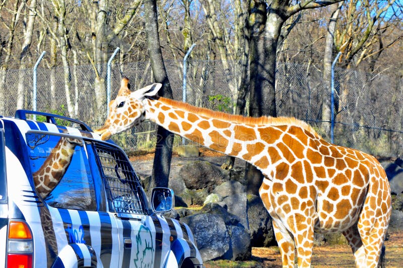 excursion 4x4 girafe