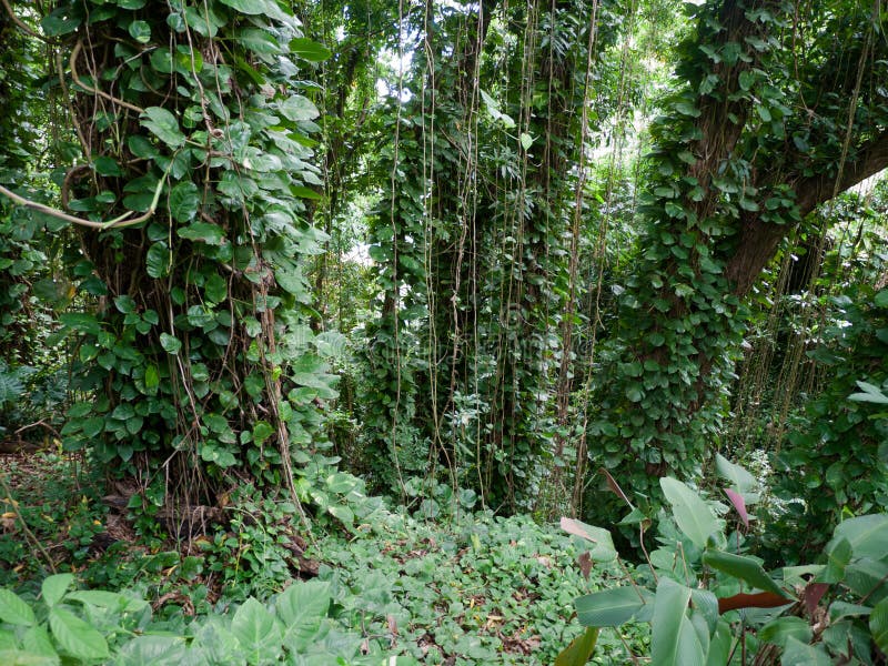 La giungla fertile gradisce la vegetazione Maui Hawai