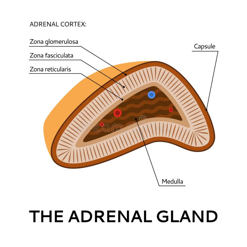 La glándula suprarrenal, esquema médico, ejemplo desde el punto de vista stock de ilustración La glándula suprarrenal, esquema médico, ejemplo desde el punto de vista stock de ilustración