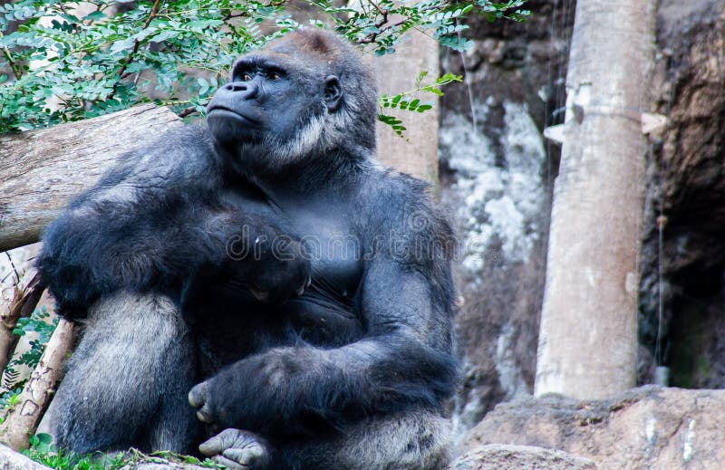 La gorilla fiera si siede qui ed aspettandovi immagini stock libere da diritti La gorilla fiera si siede qui ed aspettandovi immagini stock libere da diritti