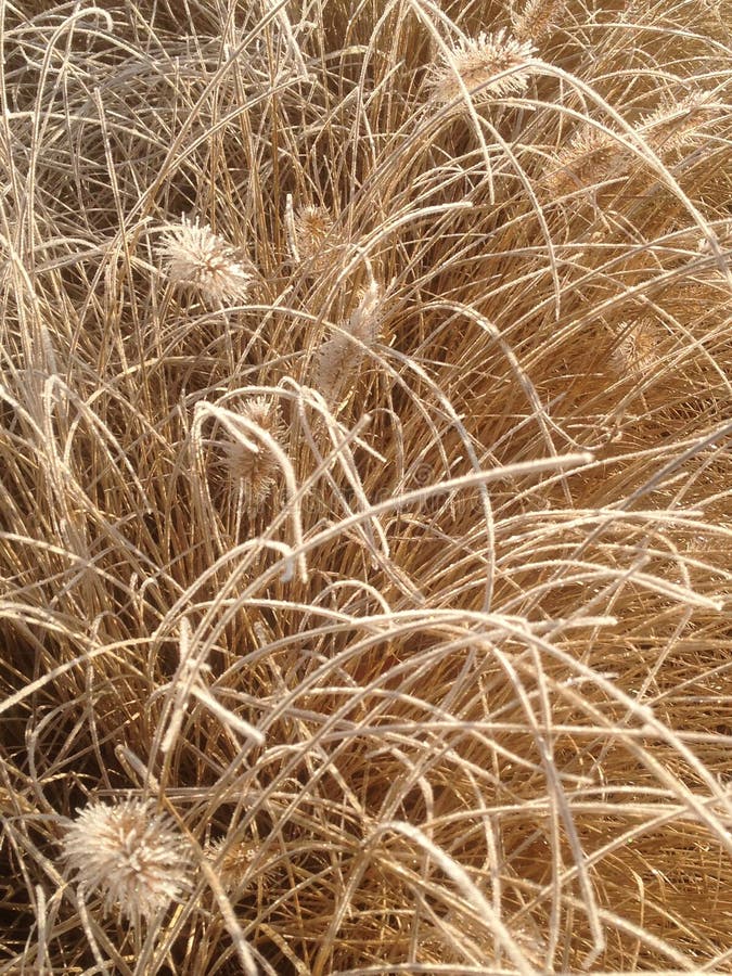 La graine givrée d'herbes dirige la texture
