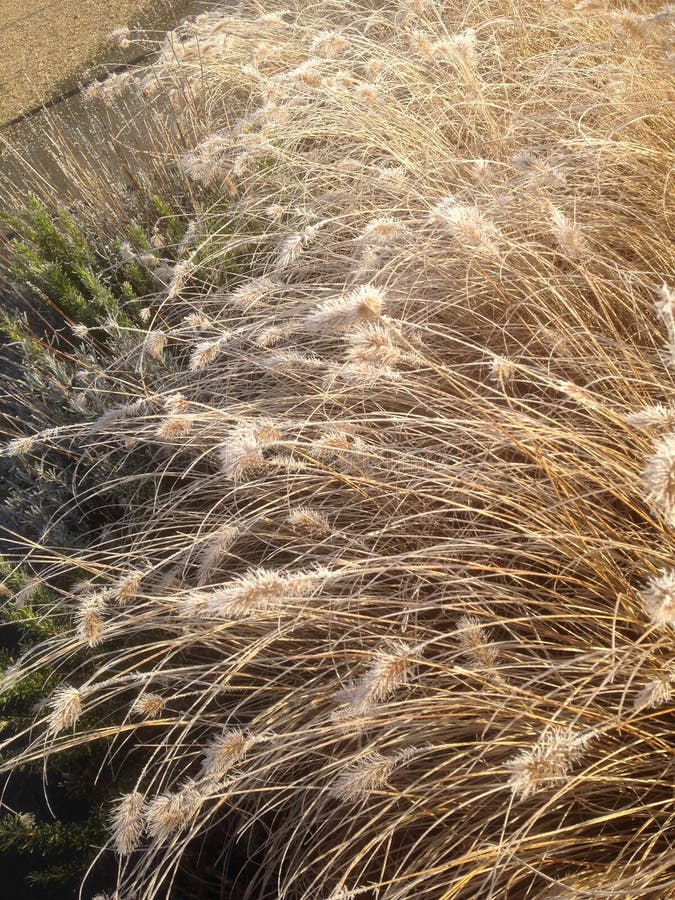 La graine givrée d'herbes dirige la texture