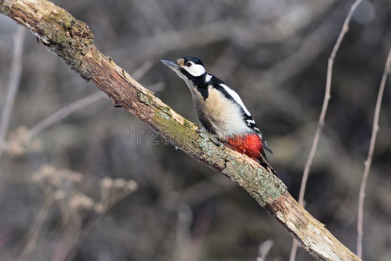 The great spotted woodpecker Dendrocopos major strongly craned its neck along the branches, hiding from the flying hawk. The great spotted woodpecker Dendrocopos major strongly craned its neck along the branches, hiding from the flying hawk.