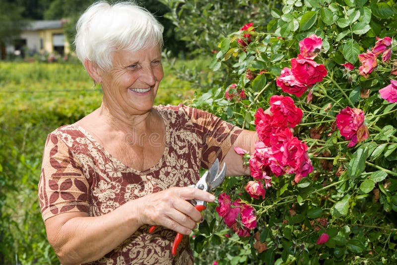 la grand-maman est des fleurs coupées et des roses rouges dans le jardin image stock la grand-maman est des fleurs coupées et des roses rouges dans le jardin image stock