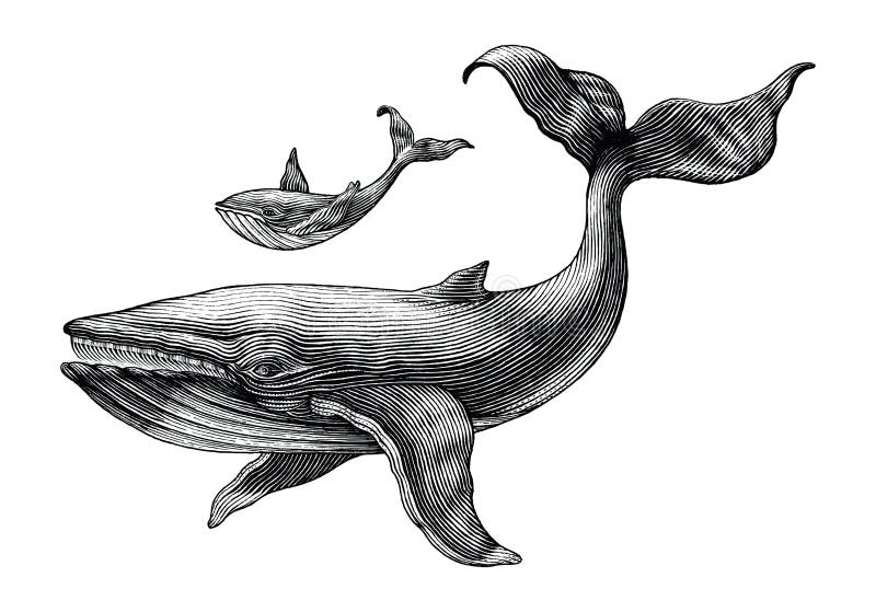 La grande baleine et la petite baleine remettent l'illust de gravure de vintage de dessin