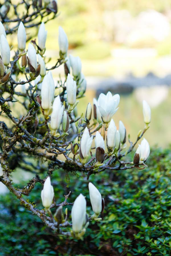 La Grande Fleur Blanche D'arbre De Magnolia Dans Le Japonais De Seattle  Font Du Jardinage Image stock - Image du jardin, washington: 42488041
