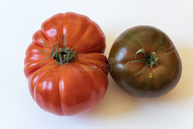 La grande porpora cherokee e Montserrat scrivono i pomodori a macchina organici di cimelio isolati su bianco fotografia stock La grande porpora cherokee e Montserrat scrivono i pomodori a macchina organici di cimelio isolati su bianco fotografia stock