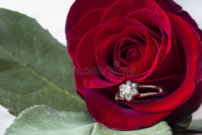 La grande rose de rouge avec une bague à diamant a collé dans le pétale photos stock La grande rose de rouge avec une bague à diamant a collé dans le pétale photos stock