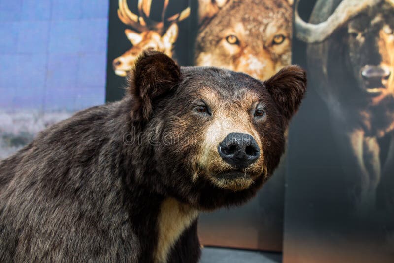 La grande testa farcita dell'orso nero come animale selvatico fotografie stock La grande testa farcita dell'orso nero come animale selvatico fotografie stock