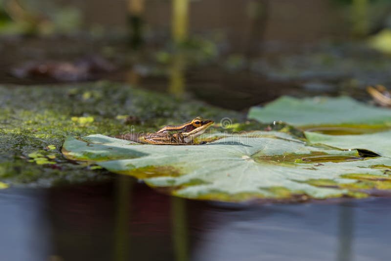 La grenouille est sur la feuille de lotus images stock La grenouille est sur la feuille de lotus images stock