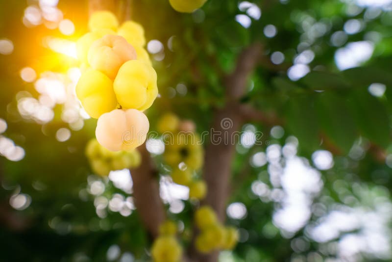 La grosella espinosa amarilla es una fruta que tiene dos tipos, qué cada tipo tiene un gusto agridulce y esto es una especie amar imagen de archivo La grosella espinosa amarilla es una fruta que tiene dos tipos, qué cada tipo tiene un gusto agridulce y esto es una especie amar imagen de archivo