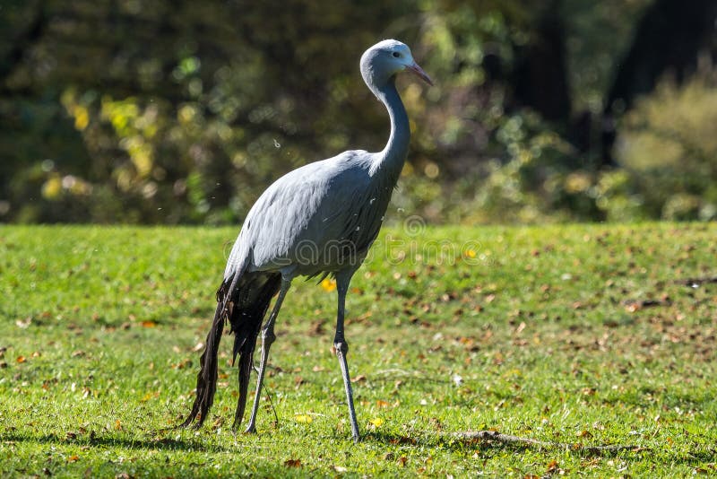 La gru blu, paradisea di gru, è un uccello pericoloso fotografia stock La gru blu, paradisea di gru, è un uccello pericoloso fotografia stock