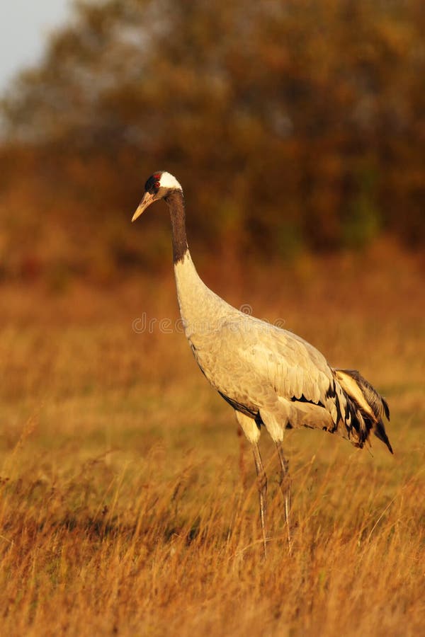 The common crane Grus grus, also known as the Eurasian crane on the evening light. The common crane Grus grus, also known as the Eurasian crane on the evening light.