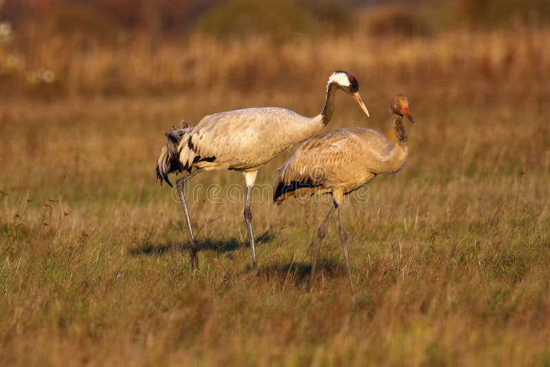 The common crane Grus grus, also known as the Eurasian crane on the evening light adult bird with young. The common crane Grus grus, also known as the Eurasian crane on the evening light adult bird with young.