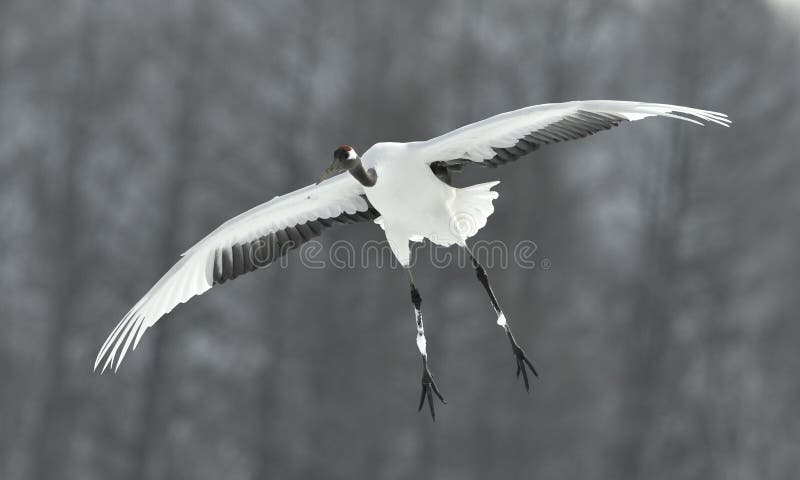 The red-crowned crane in flight. Front view. Scientific name: Grus japonensis, also called the Japanese crane or Manchurian crane. The red-crowned crane in flight. Front view. Scientific name: Grus japonensis, also called the Japanese crane or Manchurian crane.