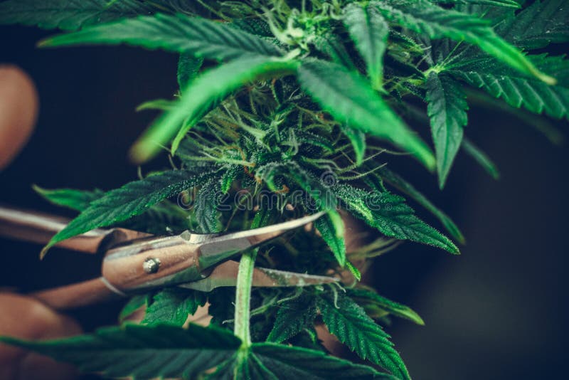 La guarnizione della persona va del primo piano medico della pianta di marijuana Pianta della cannabis che cresce dell'interno fotografie stock libere da diritti La guarnizione della persona va del primo piano medico della pianta di marijuana Pianta della cannabis che cresce dell'interno fotografie stock libere da diritti