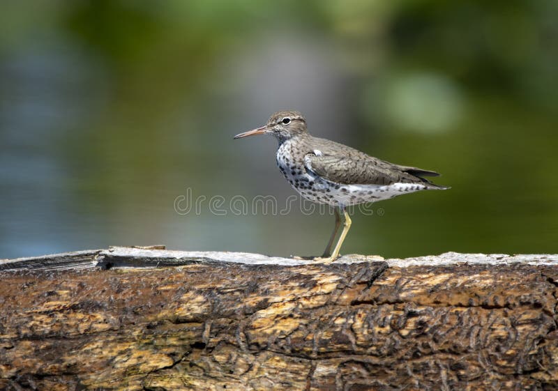 la-g-orgie-marais-d-okefenokee-d-oiseaux-de-b-casseau-rep-r-birding