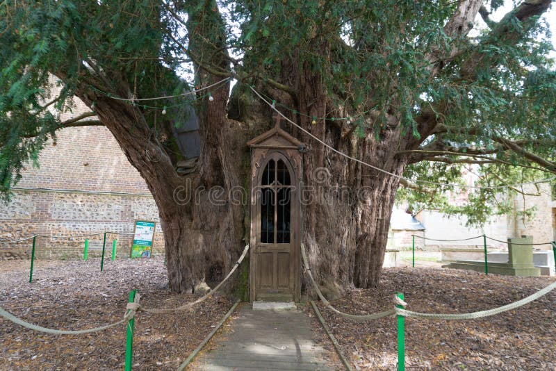 View of the chapel inside giant old yew tree in La Haye-de-Routot