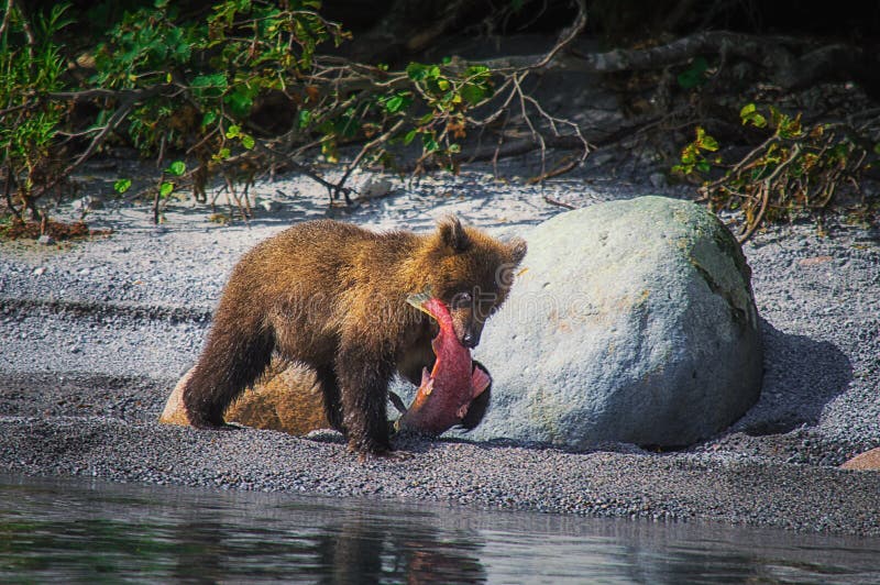 La hembra del oso marrón de Kamchatka y los cachorros de oso cogen pescados en el lago Kuril Península de Kamchatka, Rusia fotos de archivo La hembra del oso marrón de Kamchatka y los cachorros de oso cogen pescados en el lago Kuril Península de Kamchatka, Rusia fotos de archivo