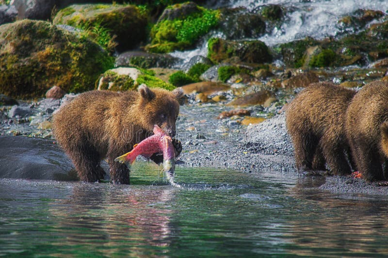 La hembra del oso marrón de Kamchatka y los cachorros de oso cogen pescados en el lago Kuril Península de Kamchatka, Rusia foto de archivo La hembra del oso marrón de Kamchatka y los cachorros de oso cogen pescados en el lago Kuril Península de Kamchatka, Rusia foto de archivo