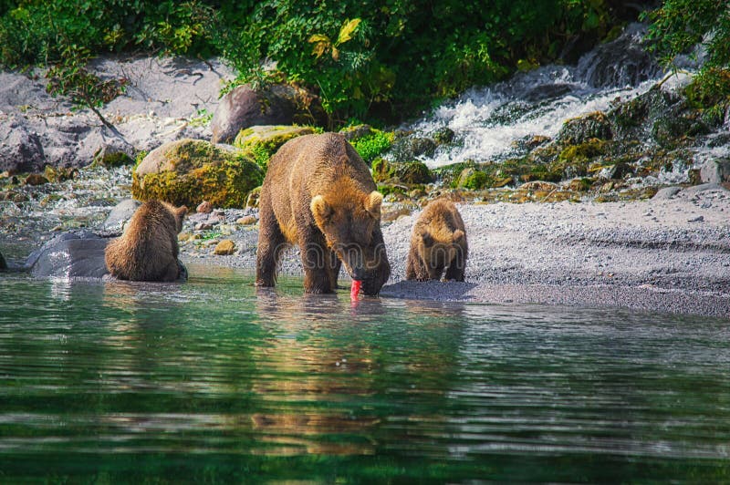 La hembra del oso marrón de Kamchatka y los cachorros de oso cogen pescados en el lago Kuril Península de Kamchatka, Rusia foto de archivo libre de regalías La hembra del oso marrón de Kamchatka y los cachorros de oso cogen pescados en el lago Kuril Península de Kamchatka, Rusia foto de archivo libre de regalías