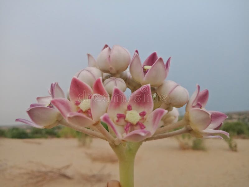 La Hermosa Flor Del Desierto Foto de archivo - Imagen de flores, rosa: 191139504 La Hermosa Flor Del Desierto Foto de archivo - Imagen de flores, rosa: 191139504