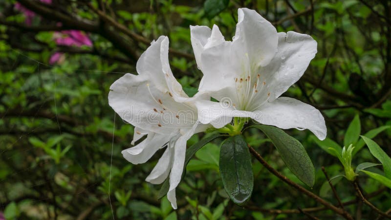 La Hermosa Planta De Flores De Azalea Blanca En El Jardín. Imagen de  archivo - Imagen de flor, blanco: 178052659