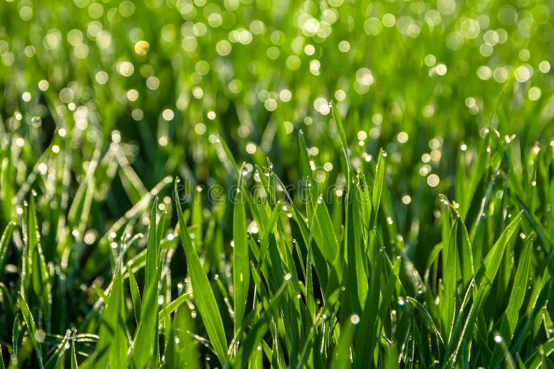 La hierba verde fresca con descensos de rocío se cierra para arriba Fondo de la naturaleza imagen de archivo La hierba verde fresca con descensos de rocío se cierra para arriba Fondo de la naturaleza imagen de archivo