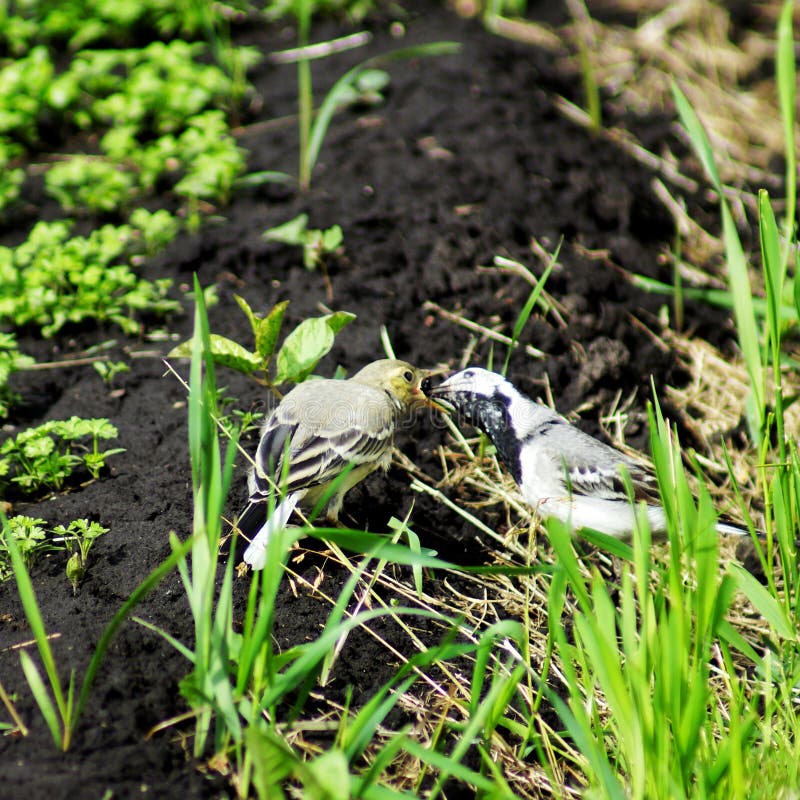 Petit Oiseau Gris Sur Lherbe Image Stock Image Du
