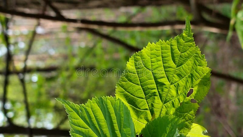 La hoja verde brillante fresca brilla entre los rayos del sol en un árbol de ramas metrajes