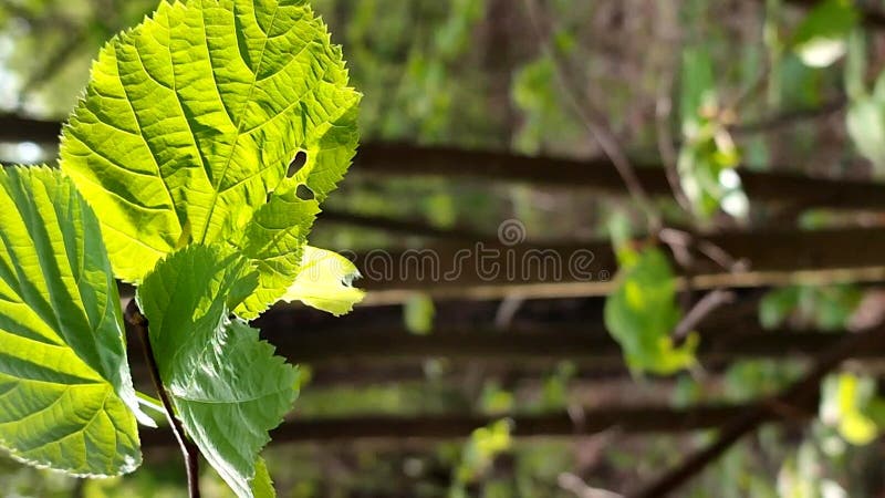 La hoja verde brillante fresca brilla entre los rayos del sol en un árbol de ramas metrajes