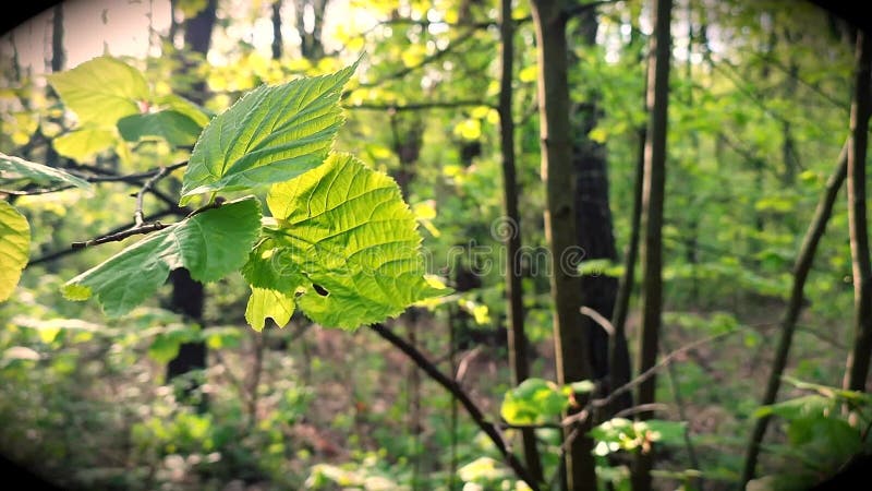 La hoja verde brillante fresca brilla entre los rayos del sol en un árbol de ramas almacen de metraje de vídeo