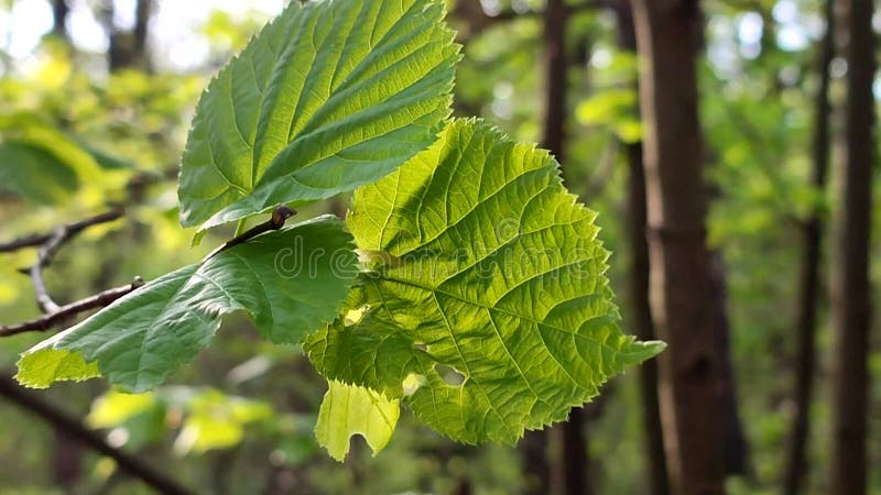 La hoja verde brillante fresca brilla entre los rayos del sol en un árbol de ramas metrajes