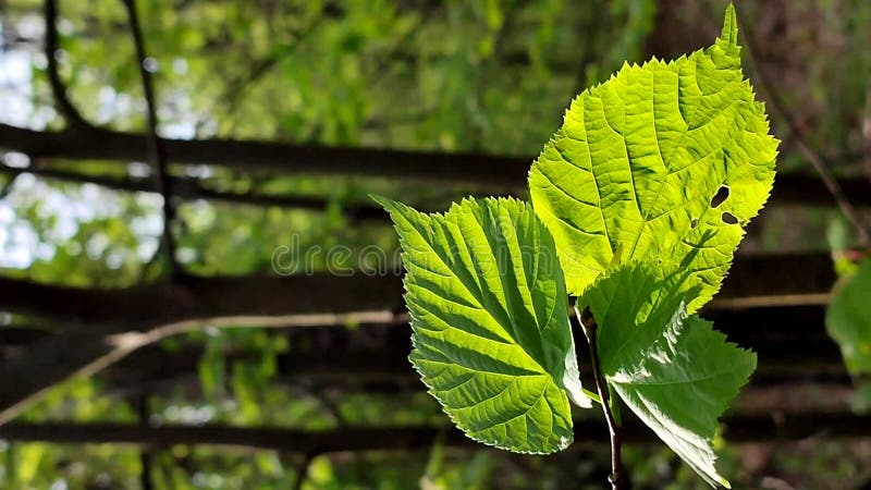 La hoja verde brillante fresca brilla entre los rayos del sol en un árbol de ramas almacen de video