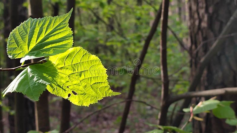 La hoja verde brillante fresca brilla entre los rayos del sol en un árbol de ramas metrajes