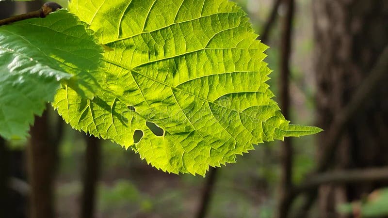 La hoja verde brillante fresca brilla entre los rayos del sol en un árbol de ramas metrajes