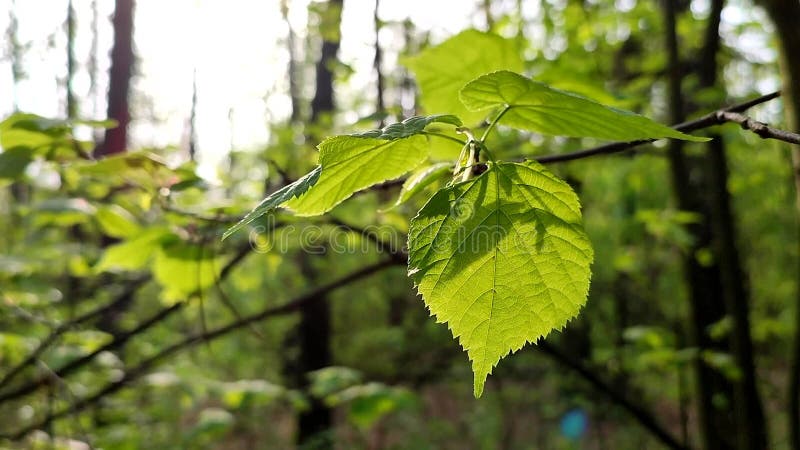 La hoja verde brillante fresca brilla entre los rayos del sol en un árbol de ramas almacen de metraje de vídeo