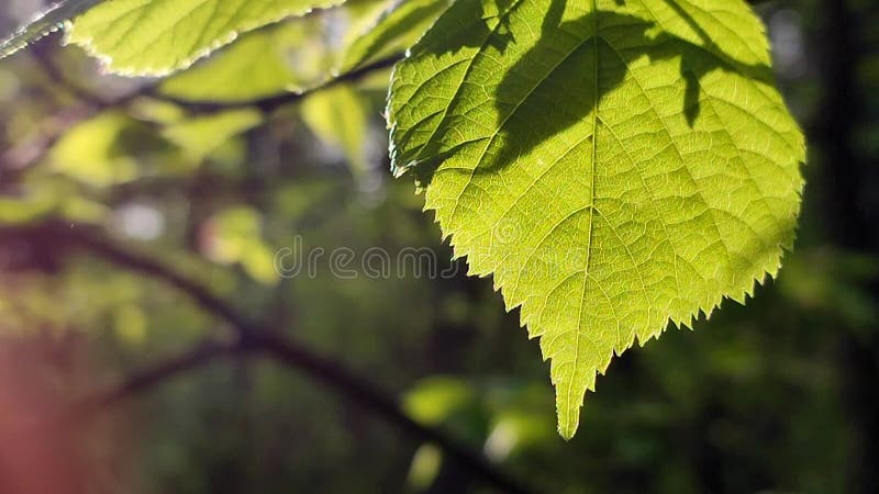 La hoja verde brillante fresca brilla entre los rayos del sol en un árbol de ramas almacen de video