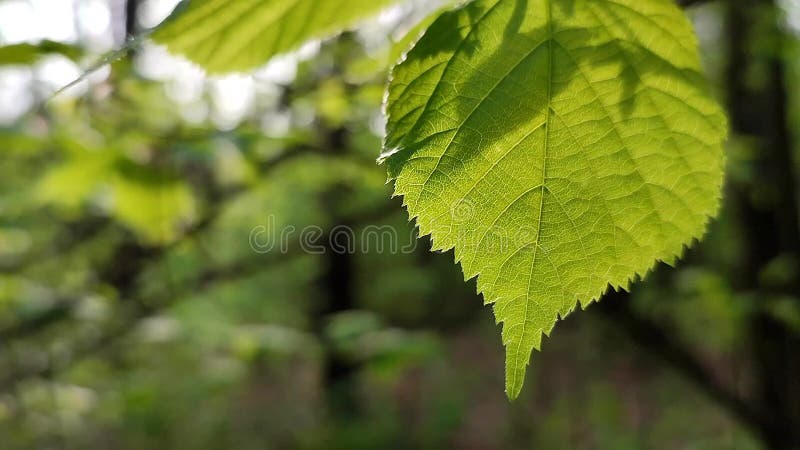 La hoja verde brillante fresca brilla entre los rayos del sol en un árbol de ramas metrajes
