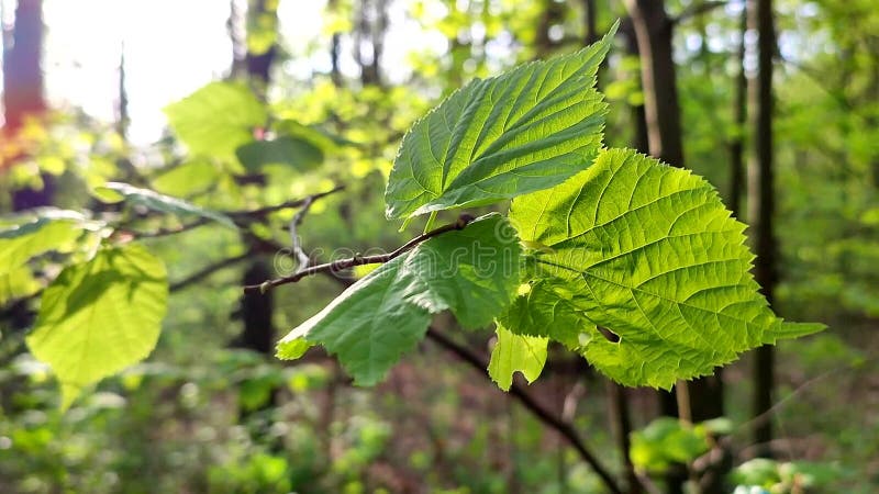 La hoja verde brillante fresca brilla entre los rayos del sol en un árbol de ramas metrajes