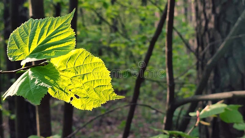 La hoja verde brillante fresca brilla entre los rayos del sol en un árbol de ramas almacen de video
