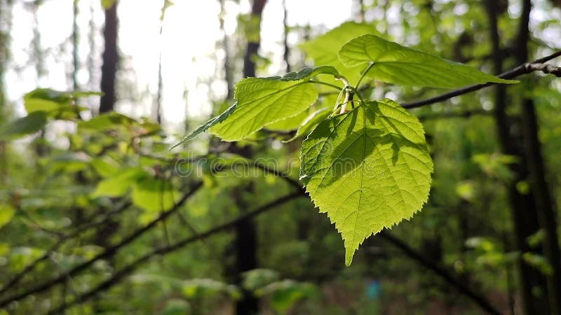 La hoja verde brillante fresca brilla entre los rayos del sol en un árbol de ramas almacen de video