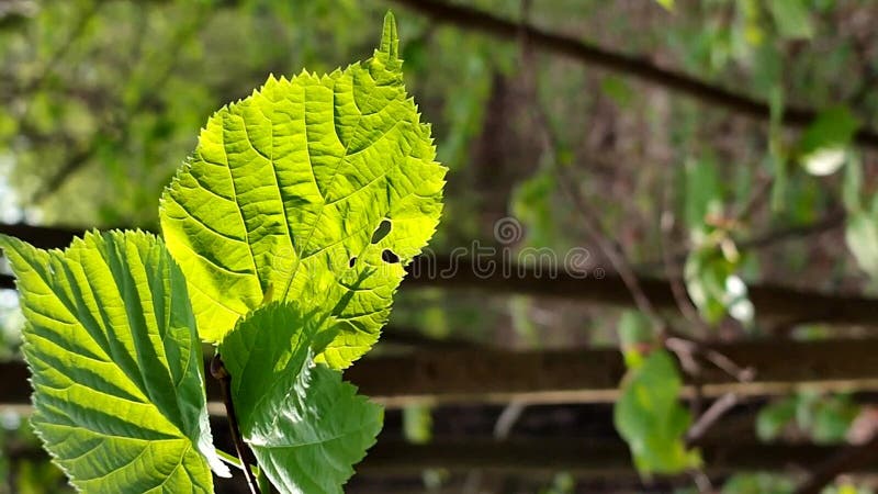 La hoja verde brillante fresca brilla entre los rayos del sol en un árbol de ramas almacen de metraje de vídeo