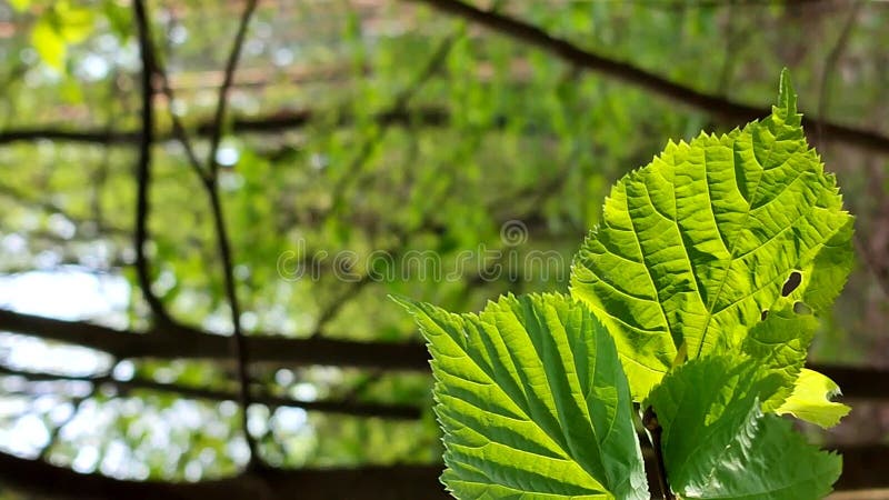 La hoja verde brillante fresca brilla entre los rayos del sol en un árbol de ramas almacen de metraje de vídeo