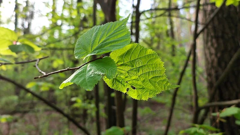 La hoja verde brillante fresca brilla entre los rayos del sol en un árbol de ramas almacen de video