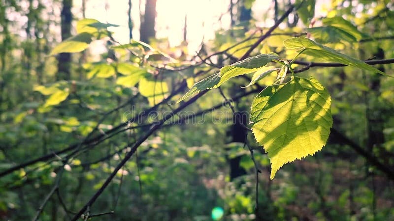 La hoja verde brillante fresca brilla entre los rayos del sol en un árbol de ramas almacen de metraje de vídeo